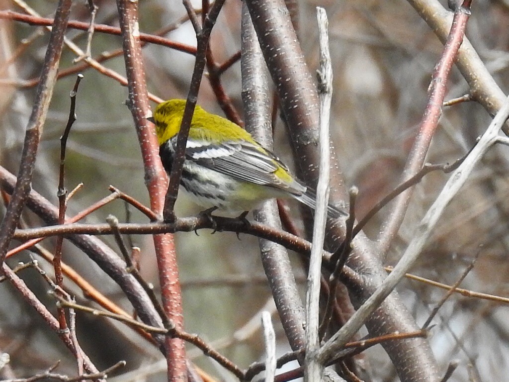 Black-throated Green Warbler - Alec Napier