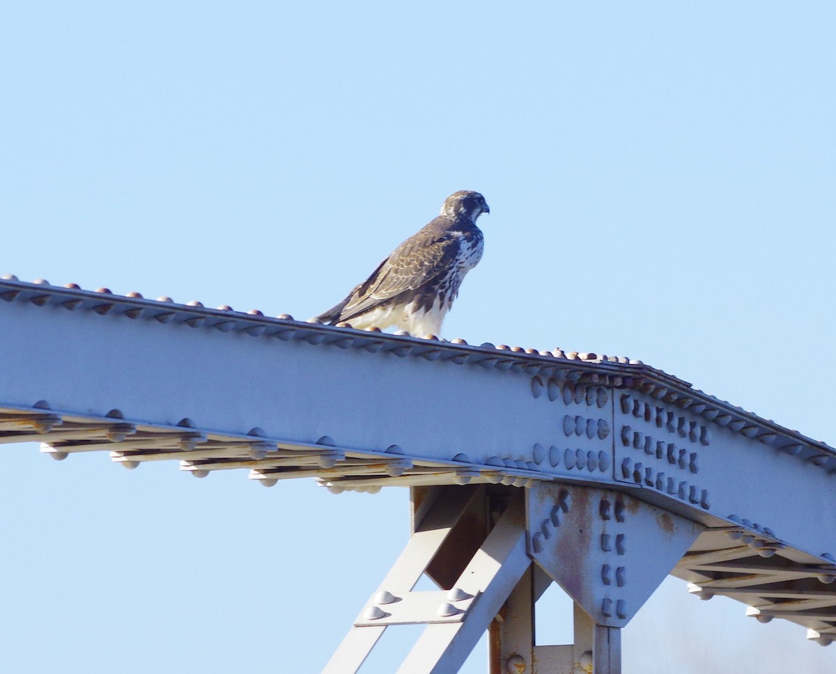 Prairie Falcon - ML307562641