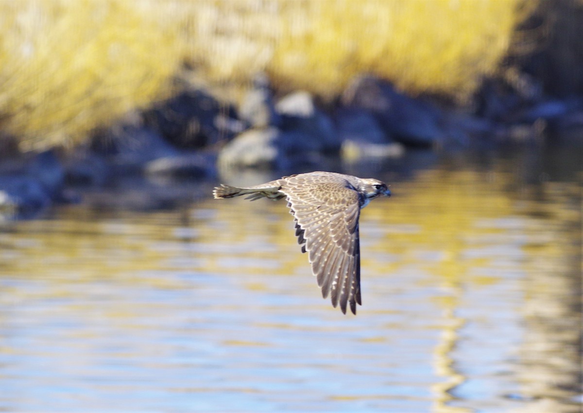 Prairie Falcon - ML307562701