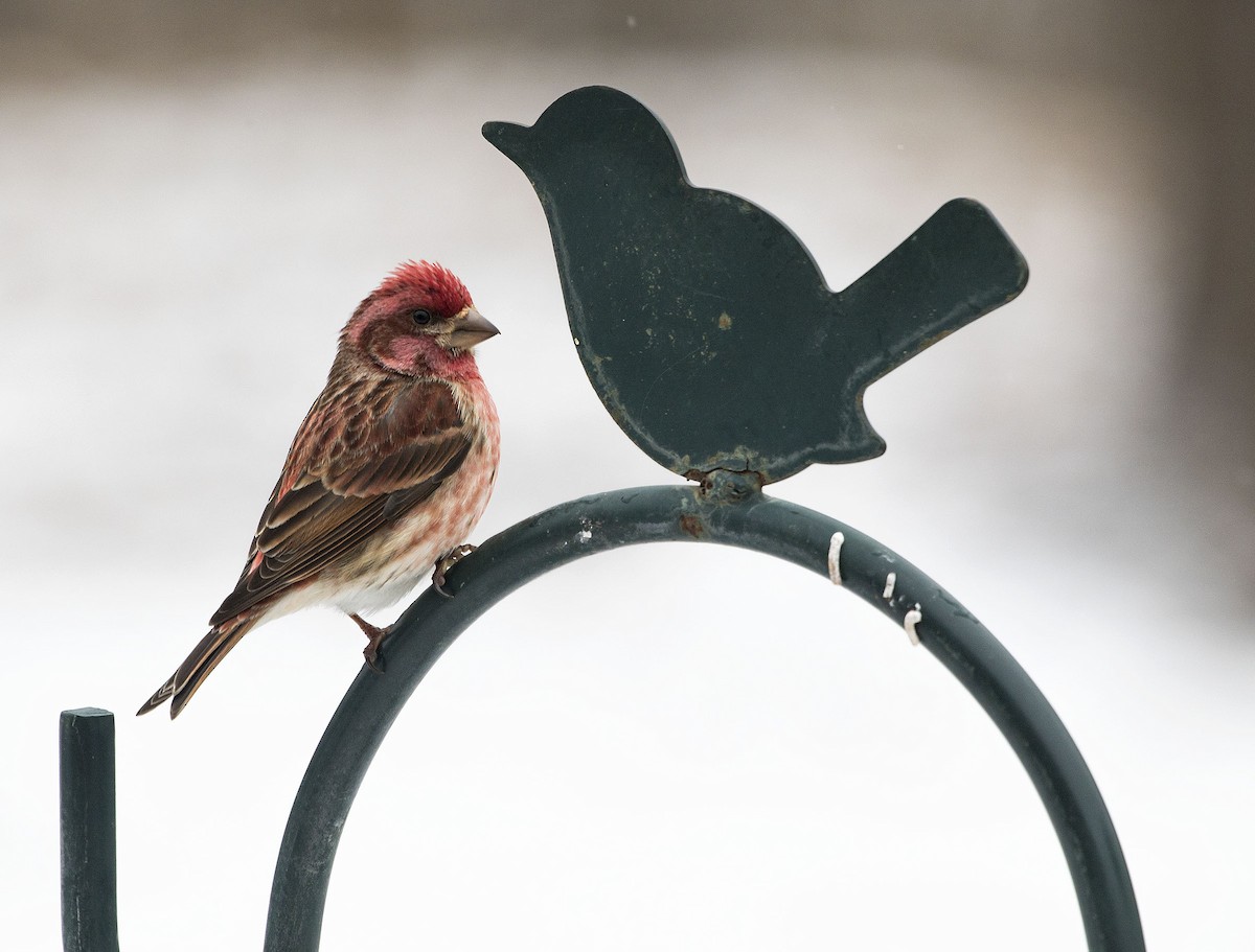 Purple Finch - ML307563041