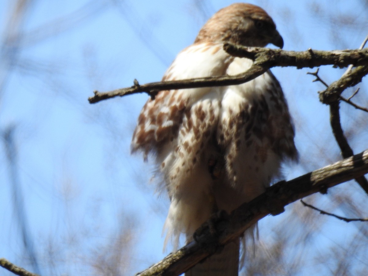 Red-tailed Hawk - ML30756321