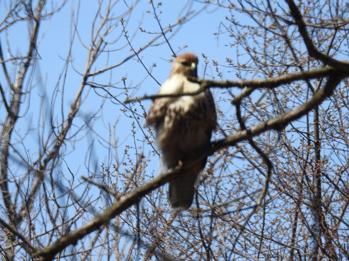 Red-tailed Hawk - ML30756331