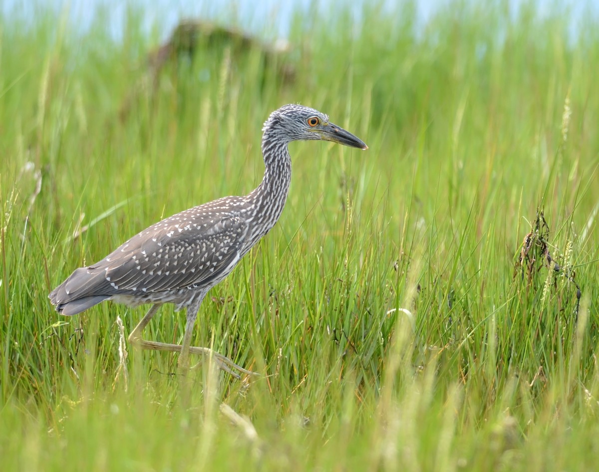 Yellow-crowned Night Heron - ML307563321