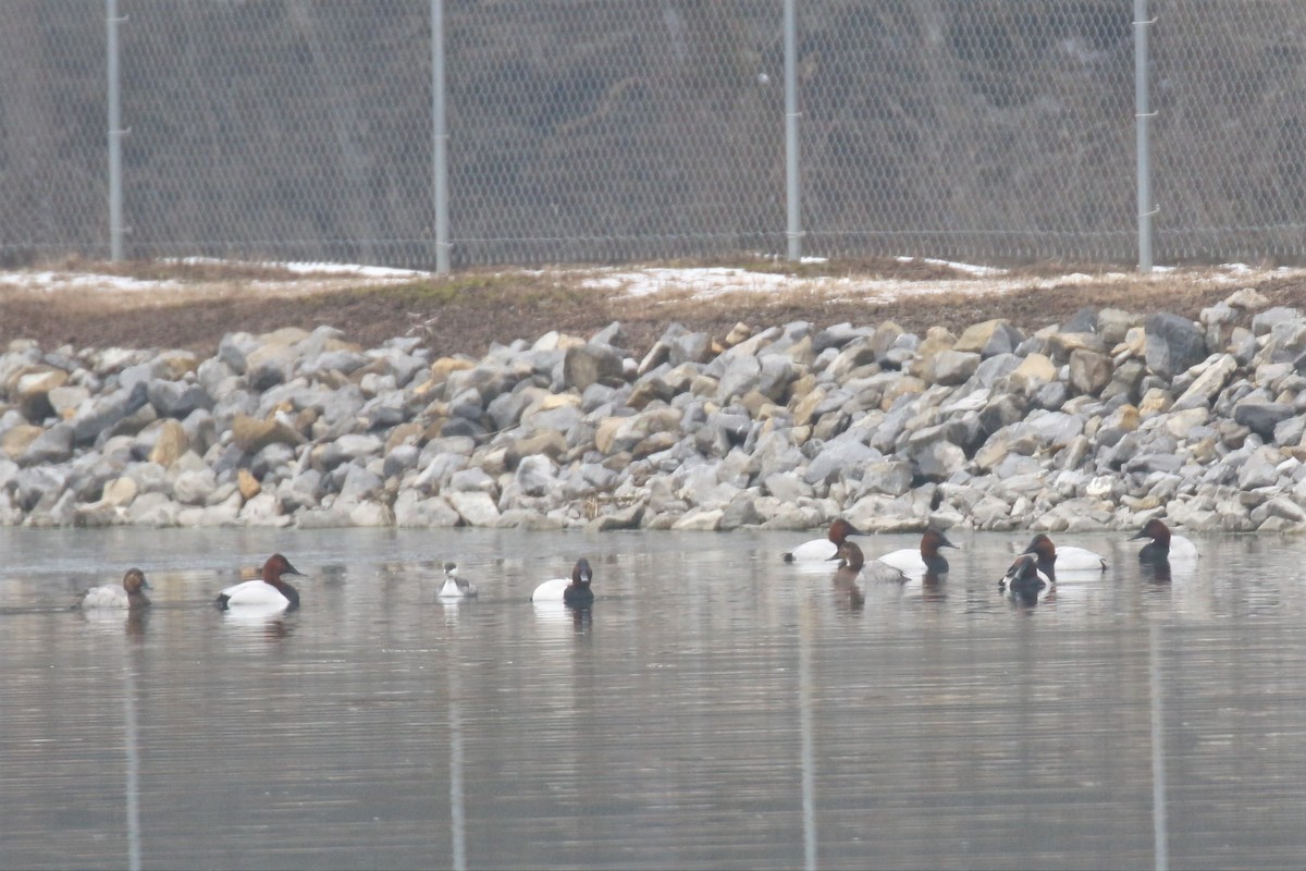 Canvasback - ML307566671