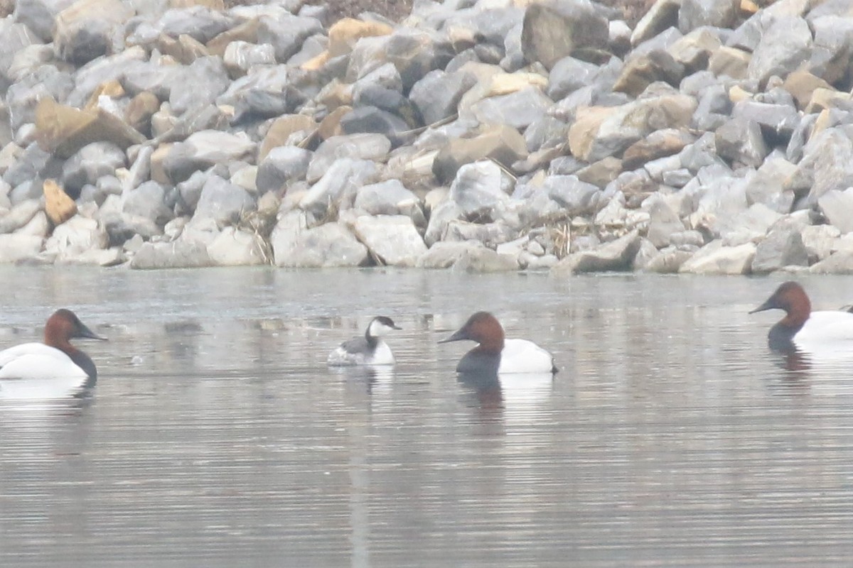 Horned Grebe - ML307568051