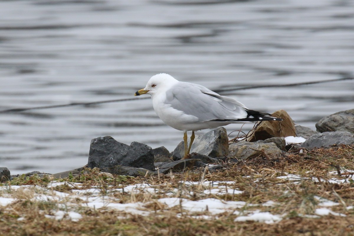 Ring-billed Gull - ML307568471