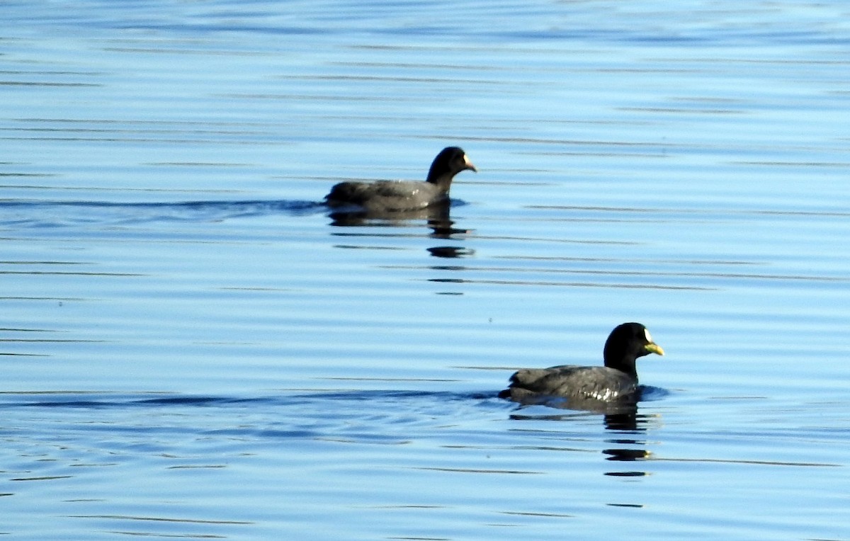 Red-gartered Coot - ML30756851