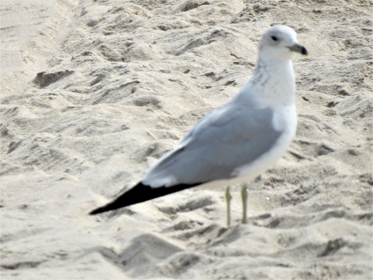 Ring-billed Gull - ML307570091