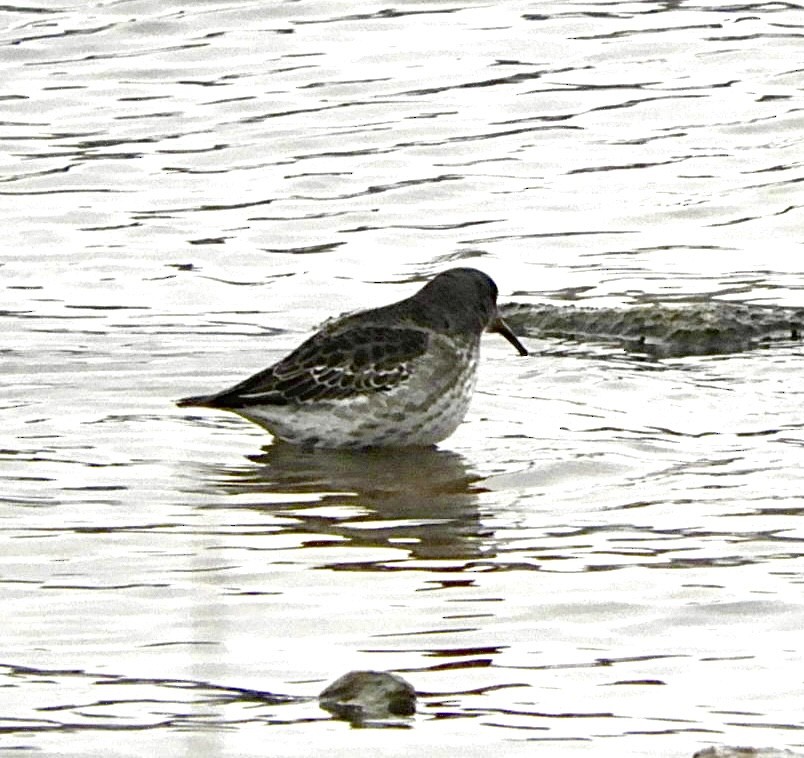 Purple Sandpiper - ML307570721