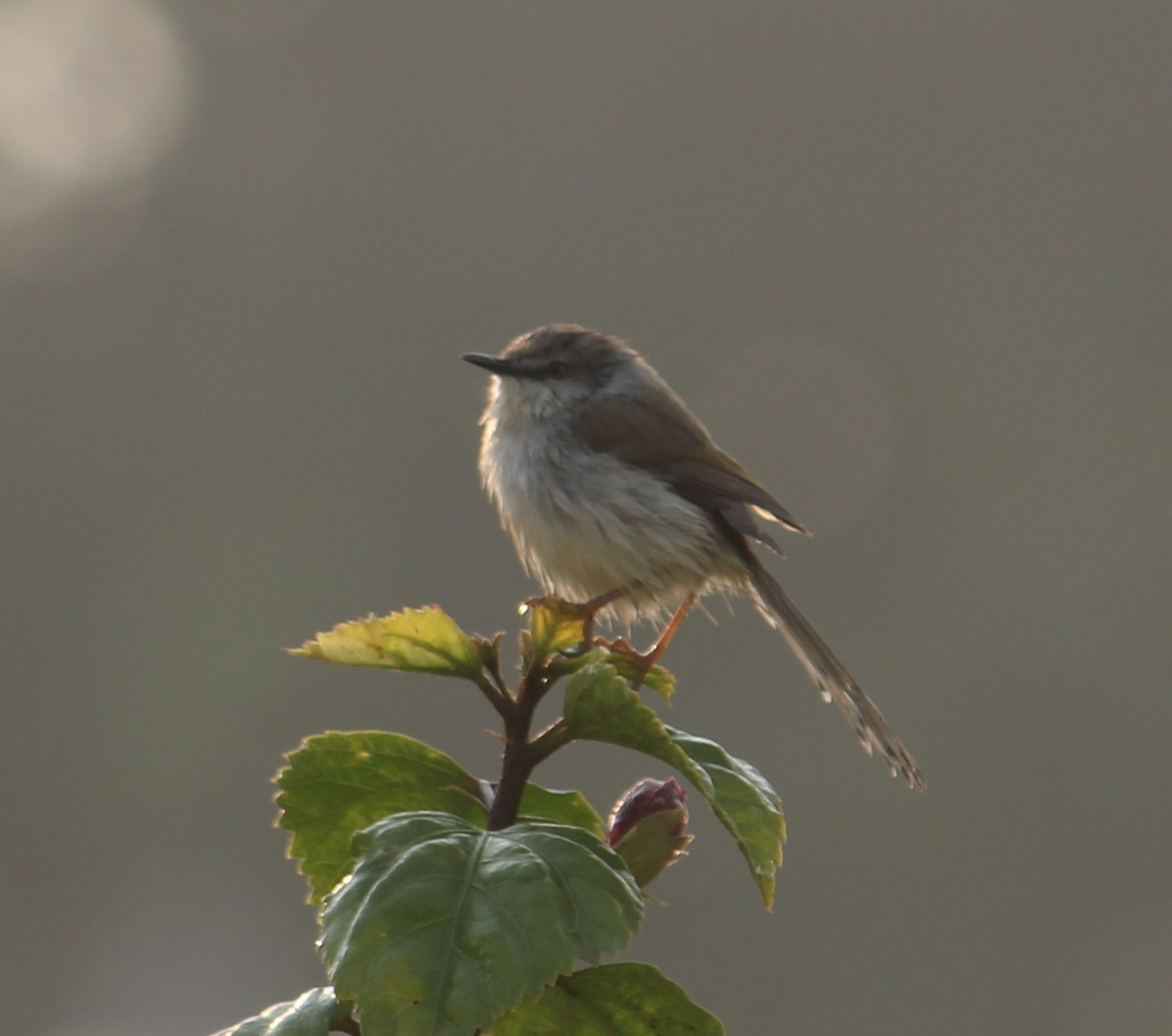 Gray-breasted Prinia - ML307570981