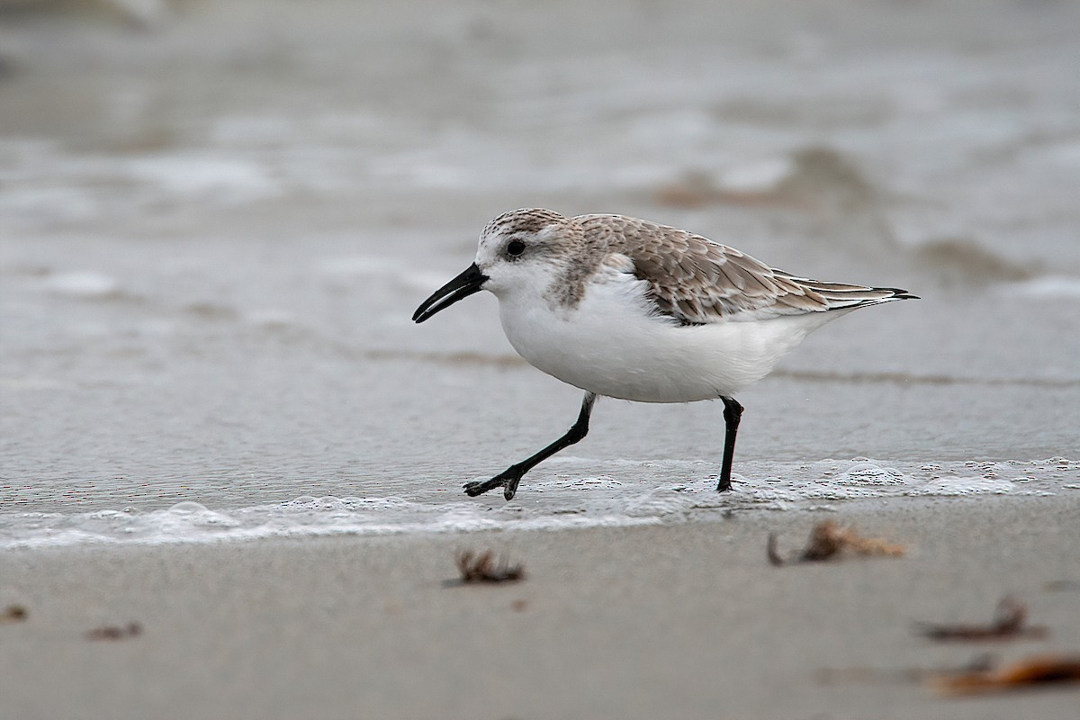 Sanderling - ML307575231