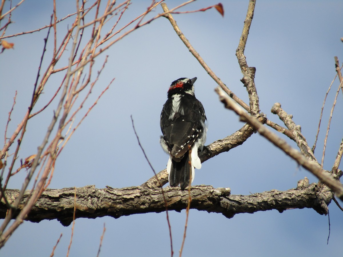 Hairy Woodpecker - ML307575411