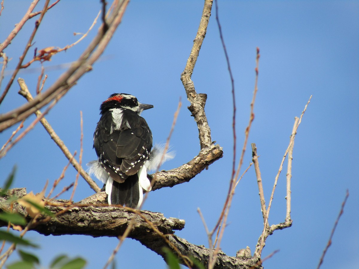 Hairy Woodpecker - ML307575431