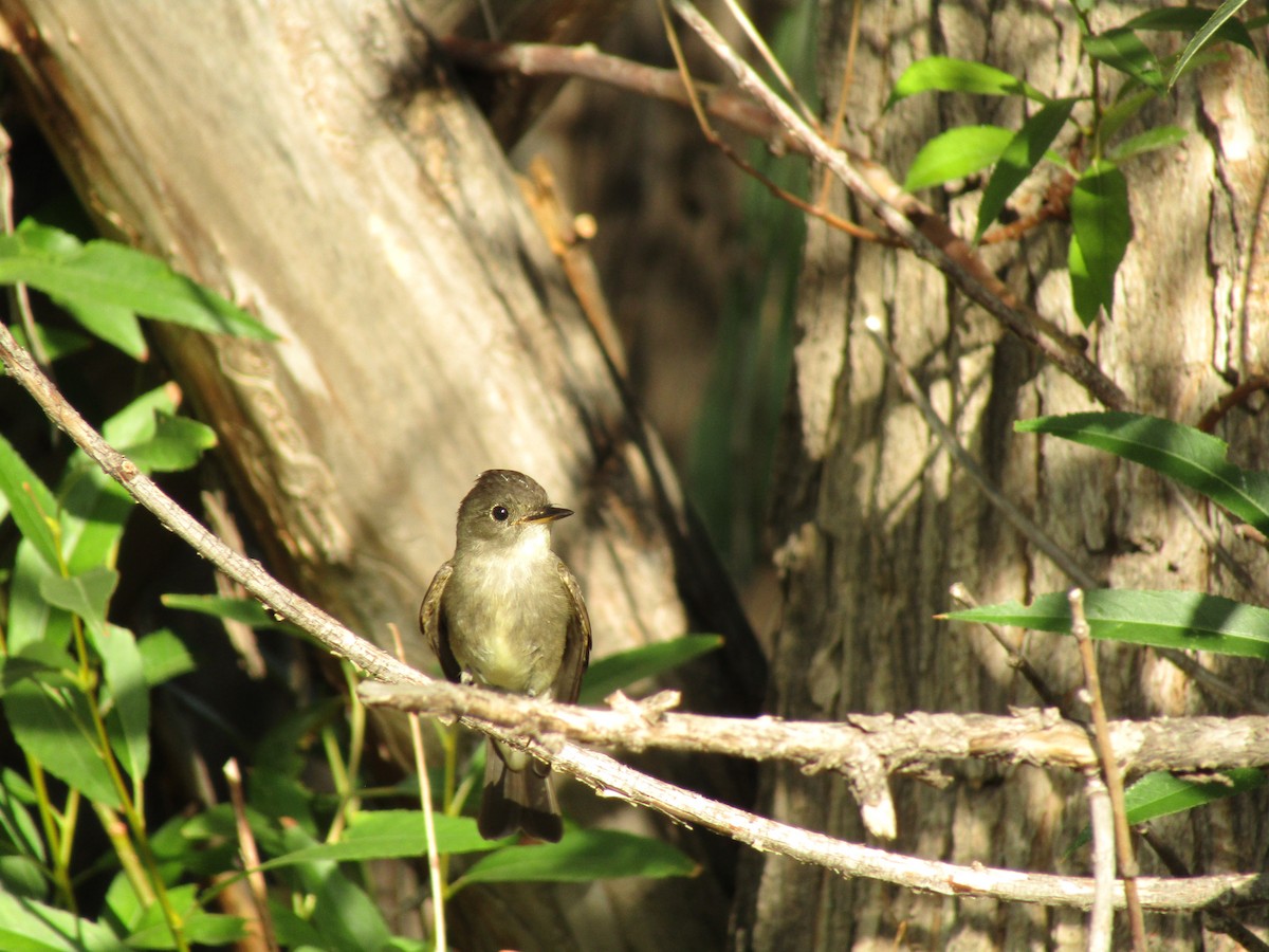 Western Wood-Pewee - ML307575671