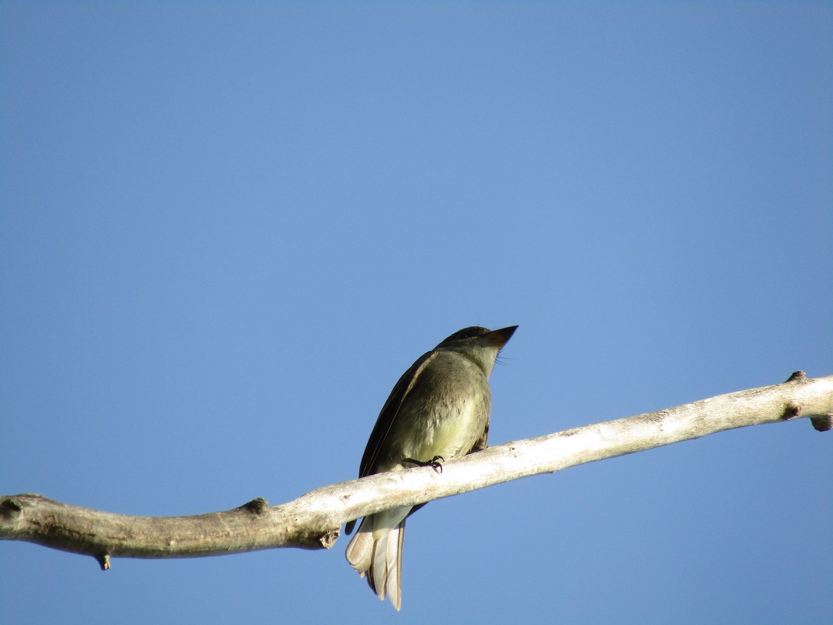 Western Wood-Pewee - ML307575801