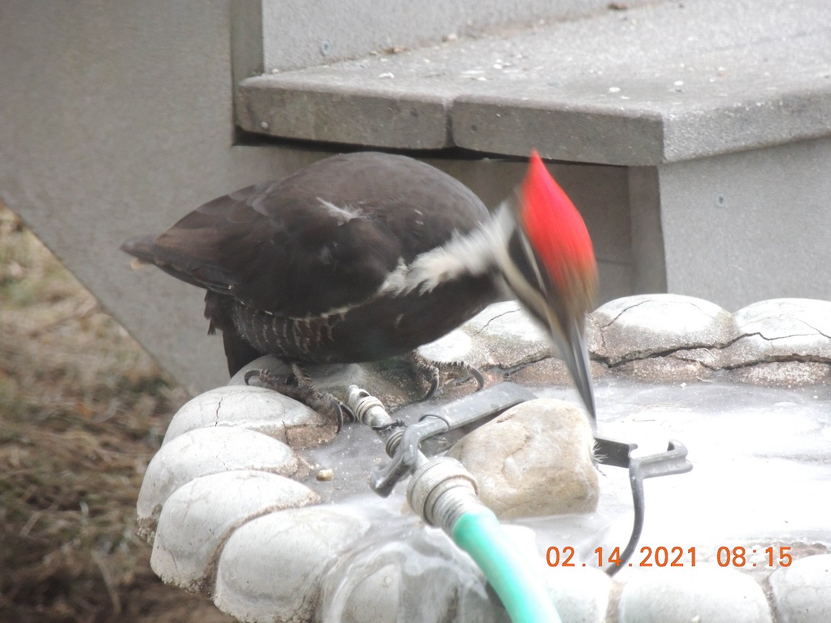 Pileated Woodpecker - ML307576851