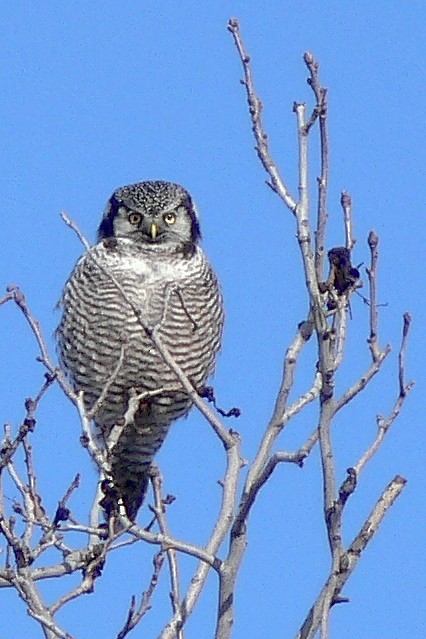 Northern Hawk Owl - ML30757711