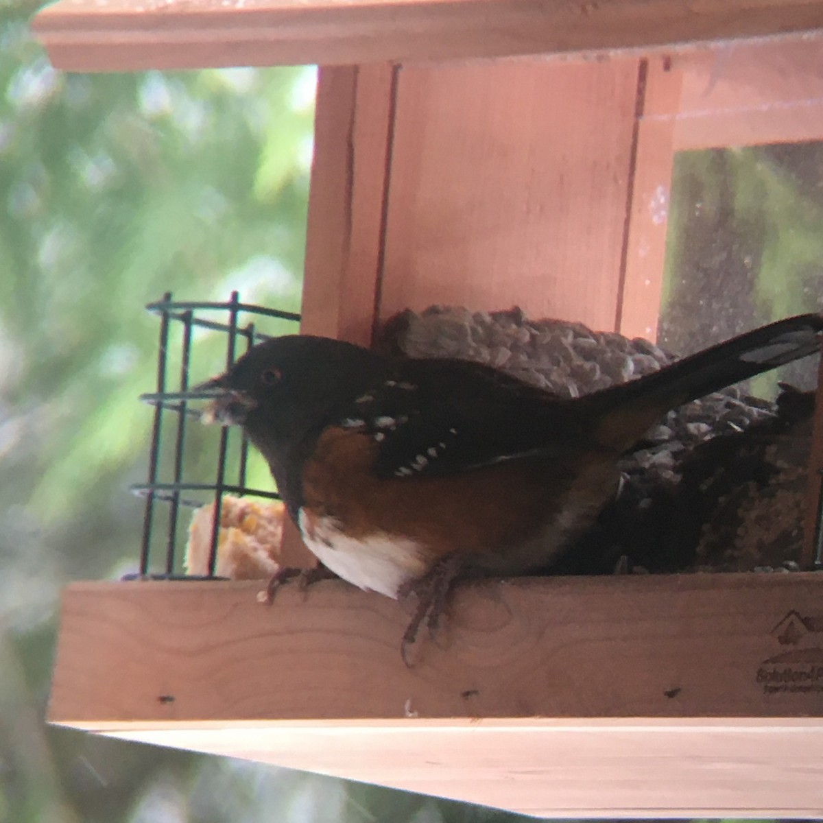 Spotted Towhee - ML307577591