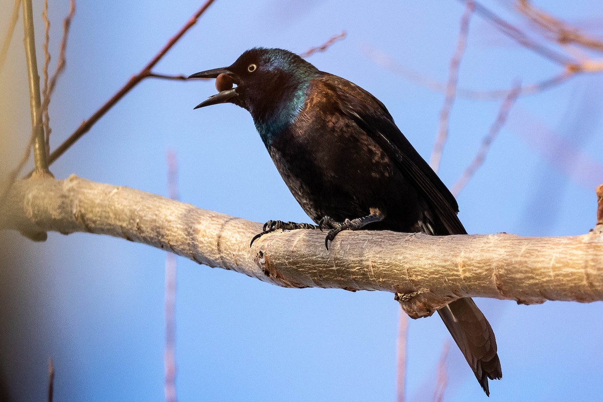 Common Grackle - ML307578001