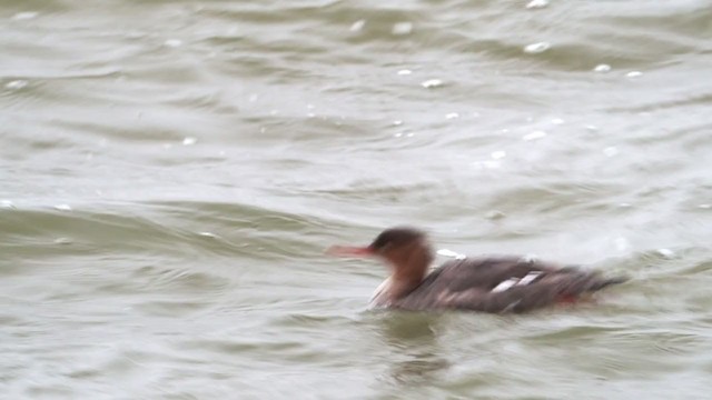 Red-breasted Merganser - ML307585131