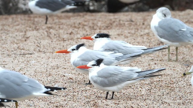 Royal Tern - ML307586011