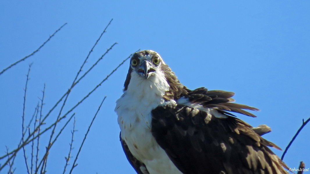 Osprey - John West