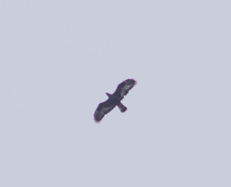 Águila Real - ML307588241