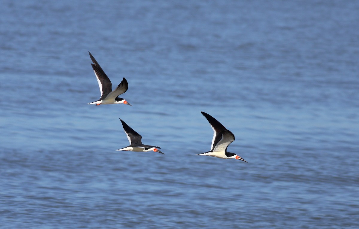 Black Skimmer - ML307589351