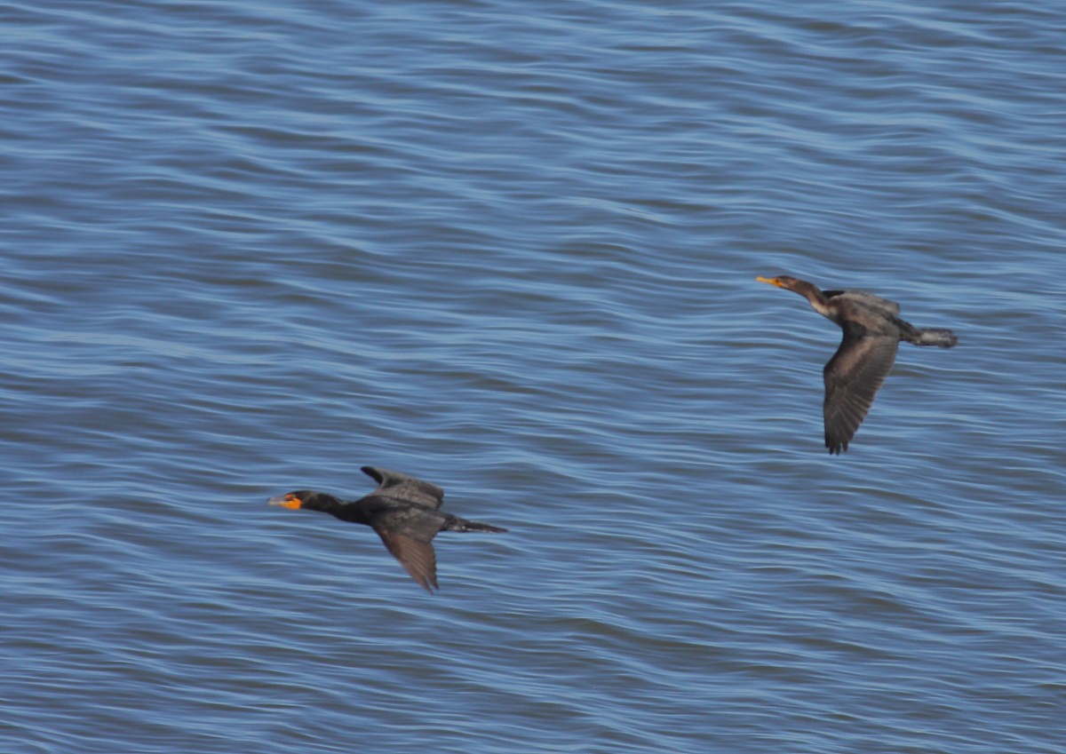 Cormoran à aigrettes - ML307589551