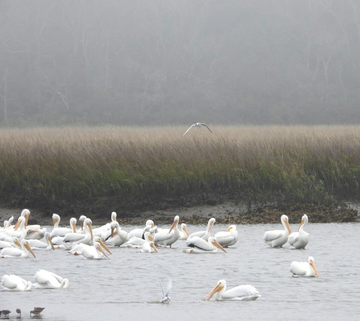 American White Pelican - ML307590551