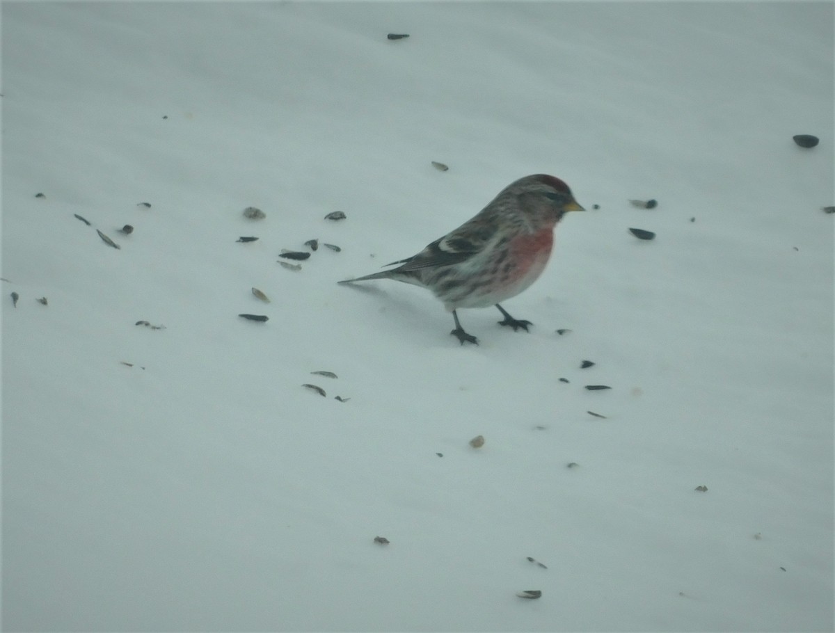 Common Redpoll - Carol  Coyle