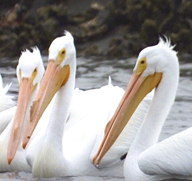 American White Pelican - ML307590781