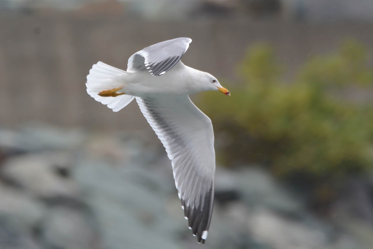 Armenian Gull - ML307591641