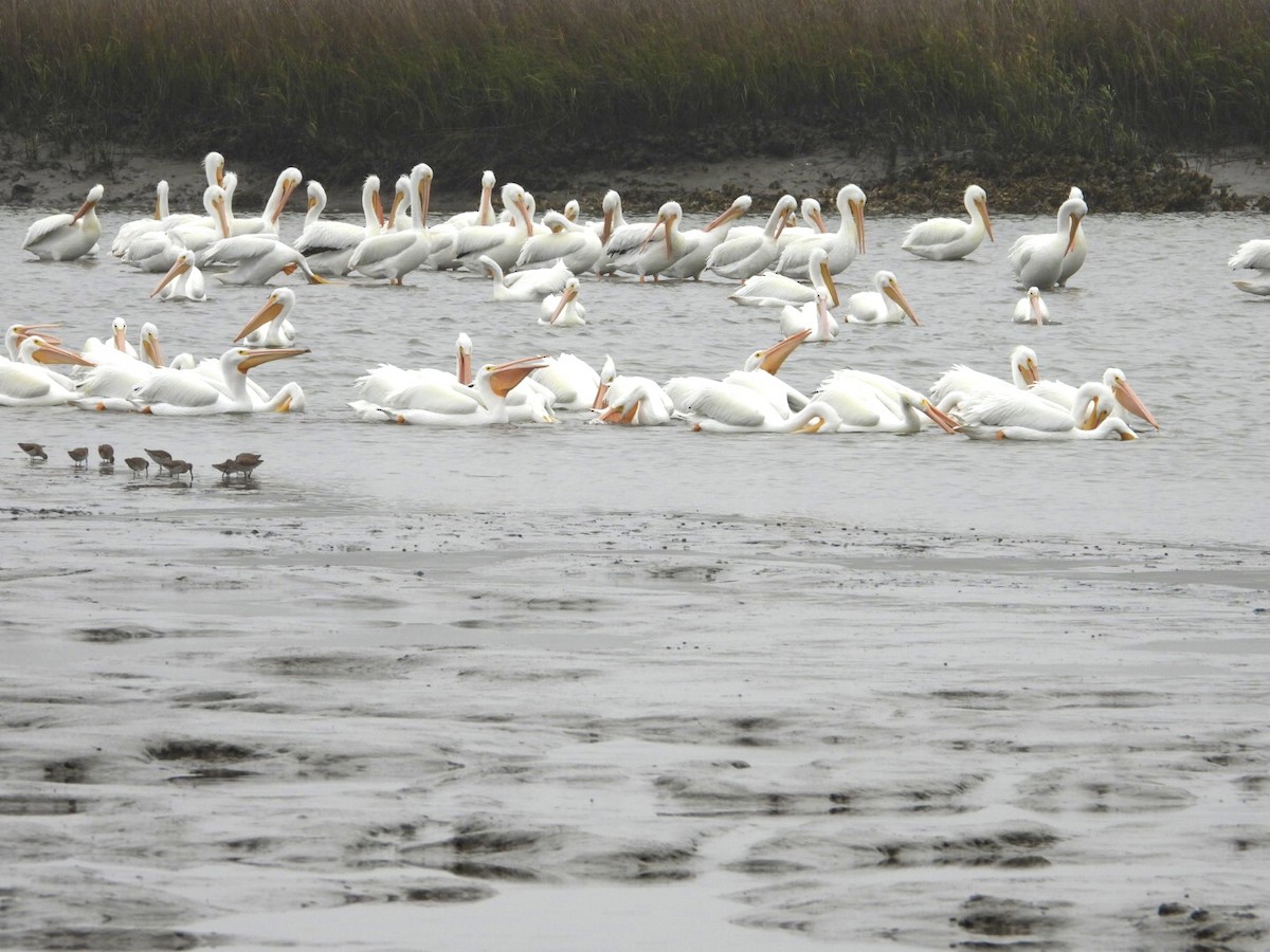 American White Pelican - Kathleen Balbona