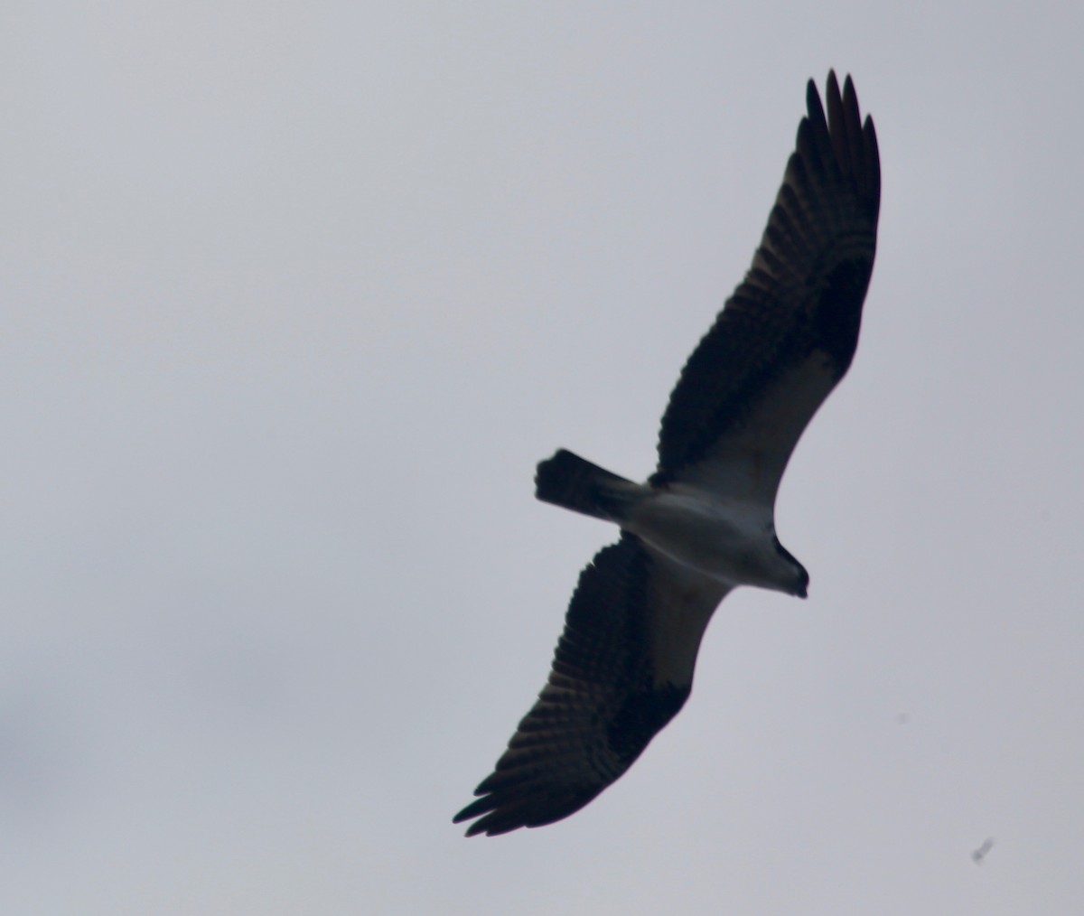 Osprey - Randy Bumbury