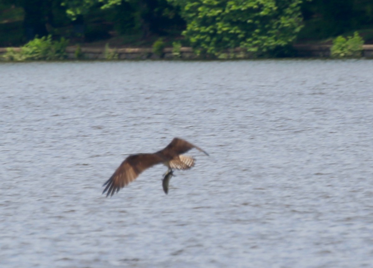 Águila Pescadora - ML307591901