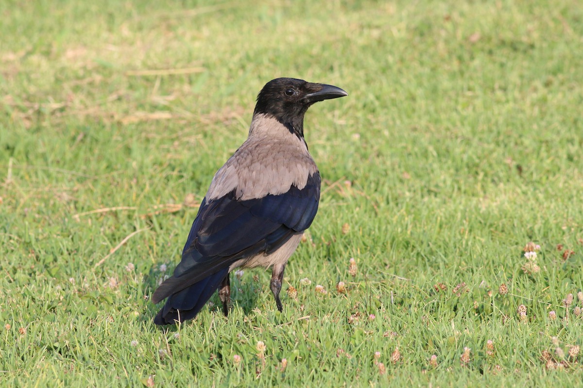 Hooded Crow - ML30759301