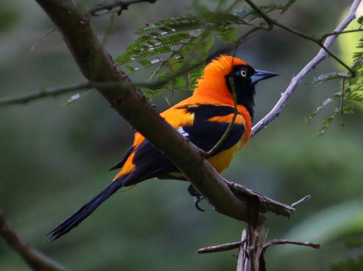 Orange-backed Troupial - Wayne Paes