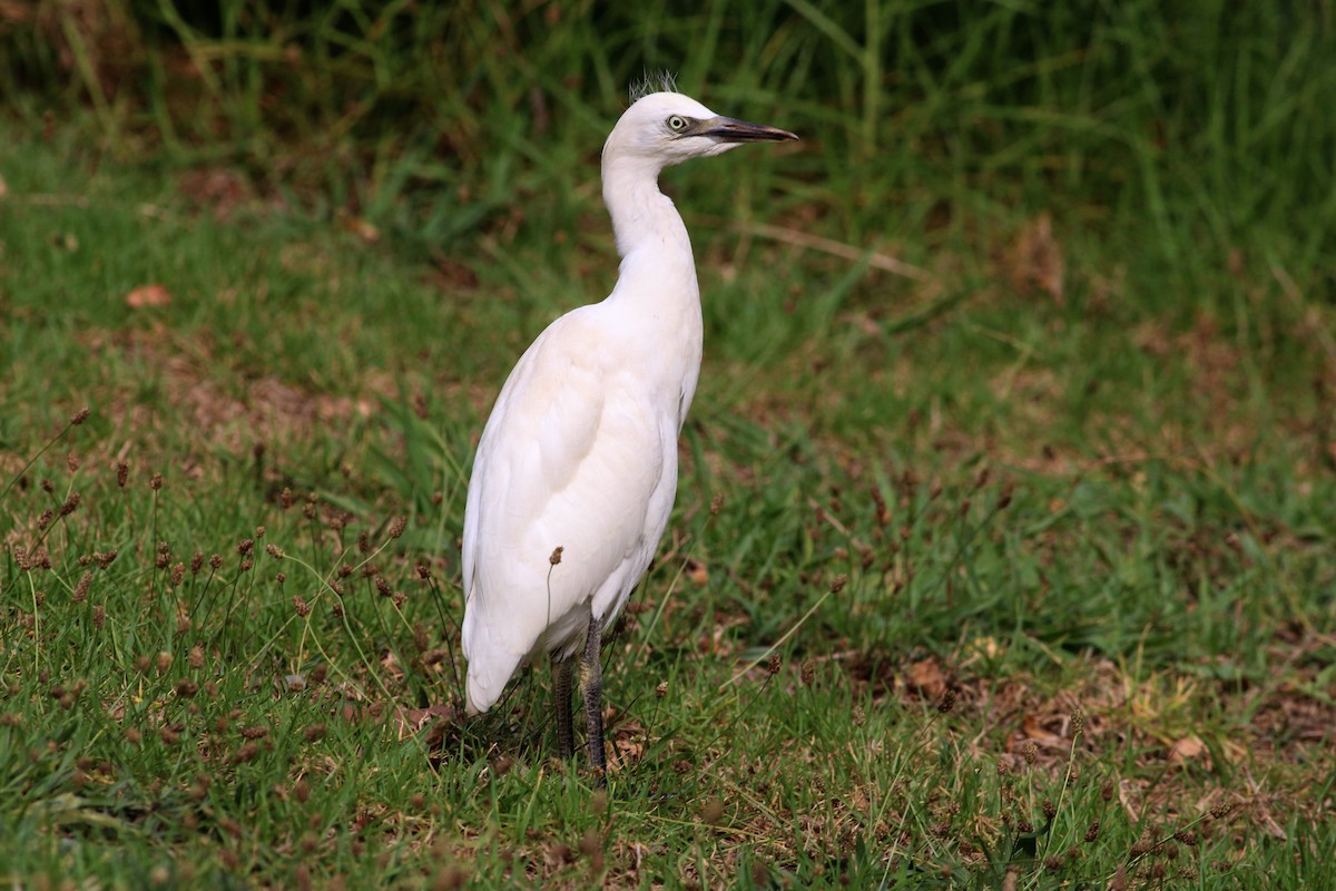 Western Cattle-Egret - Paul Fenwick
