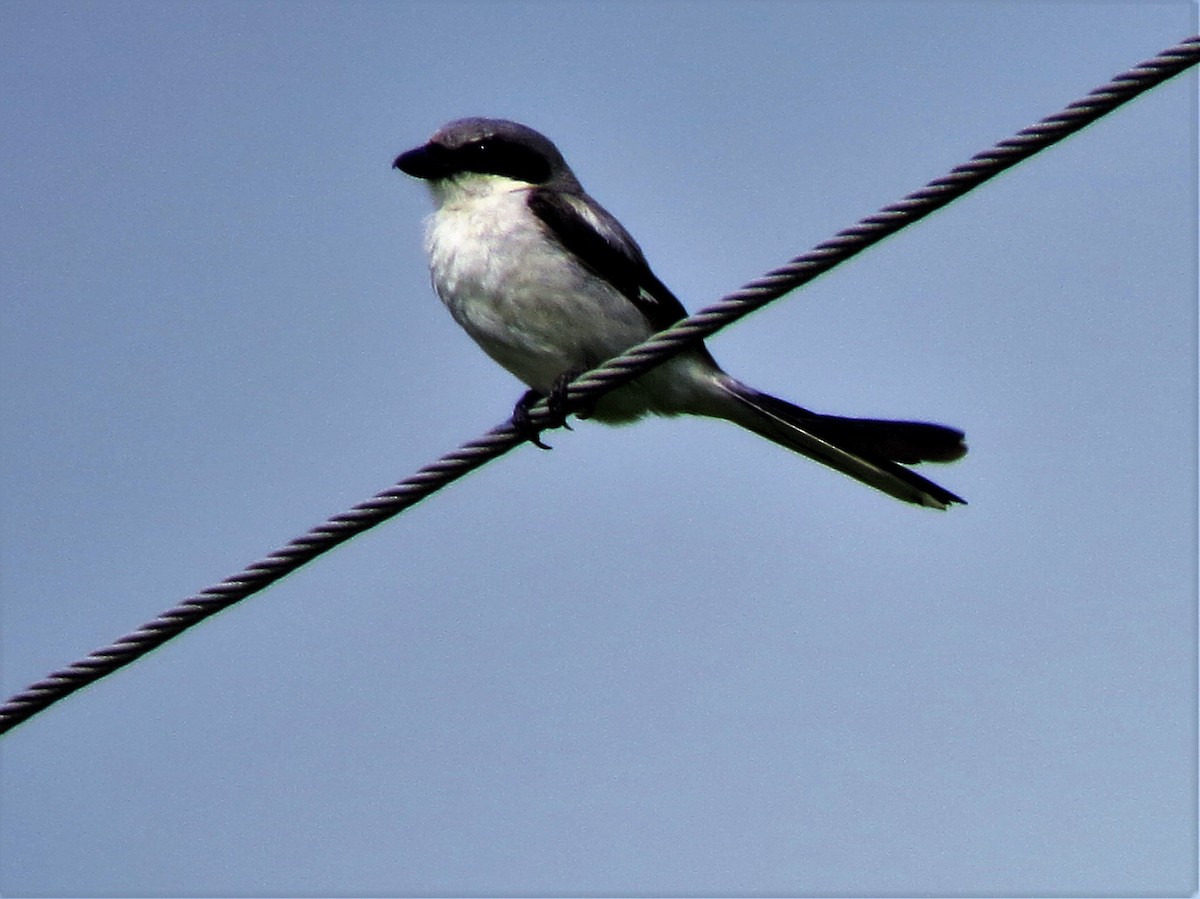 Loggerhead Shrike - ML30759401