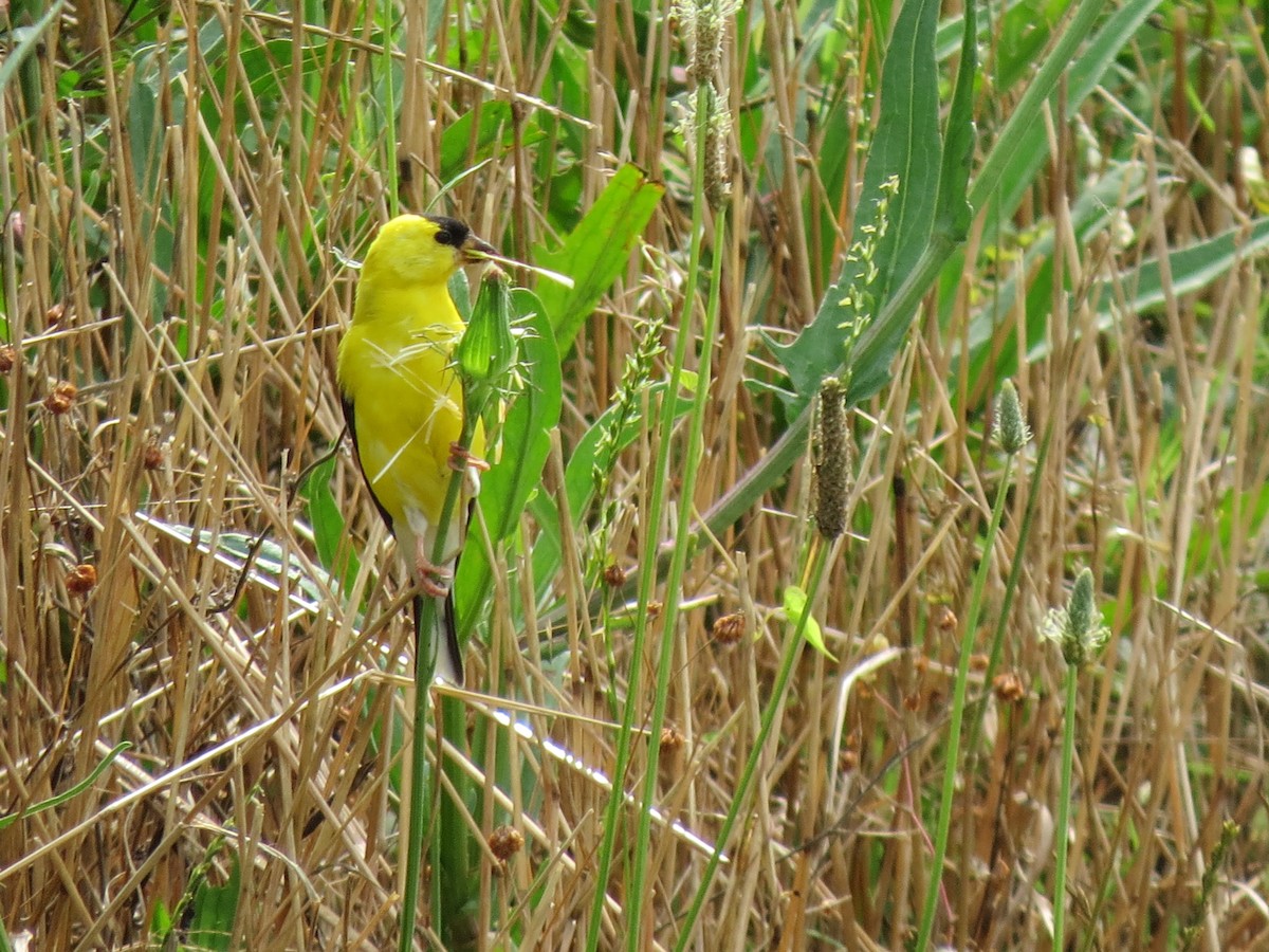 American Goldfinch - ML30759461