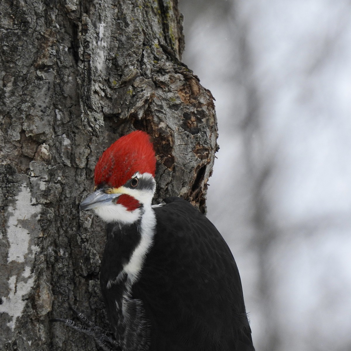 Pileated Woodpecker - ML307595321