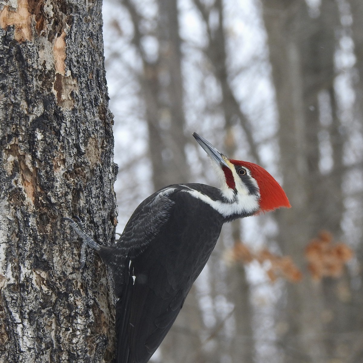 Pileated Woodpecker - ML307595341