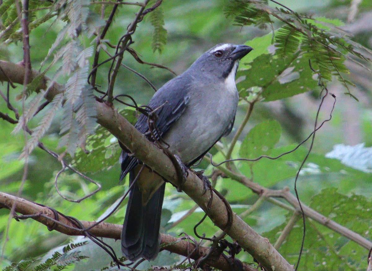 Bluish-gray Saltator - Wayne Paes