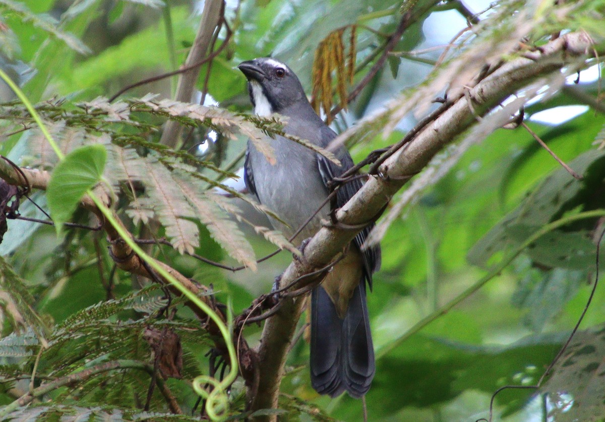 Bluish-gray Saltator - Wayne Paes