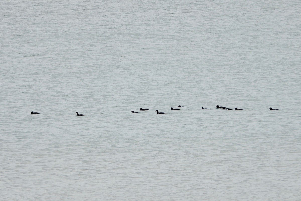 White-winged Scoter - ML307599461