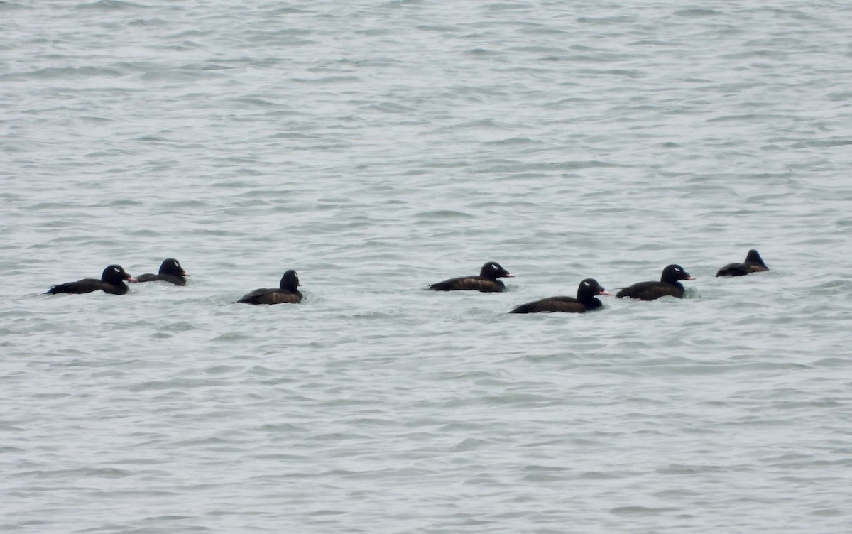 White-winged Scoter - ML307599491