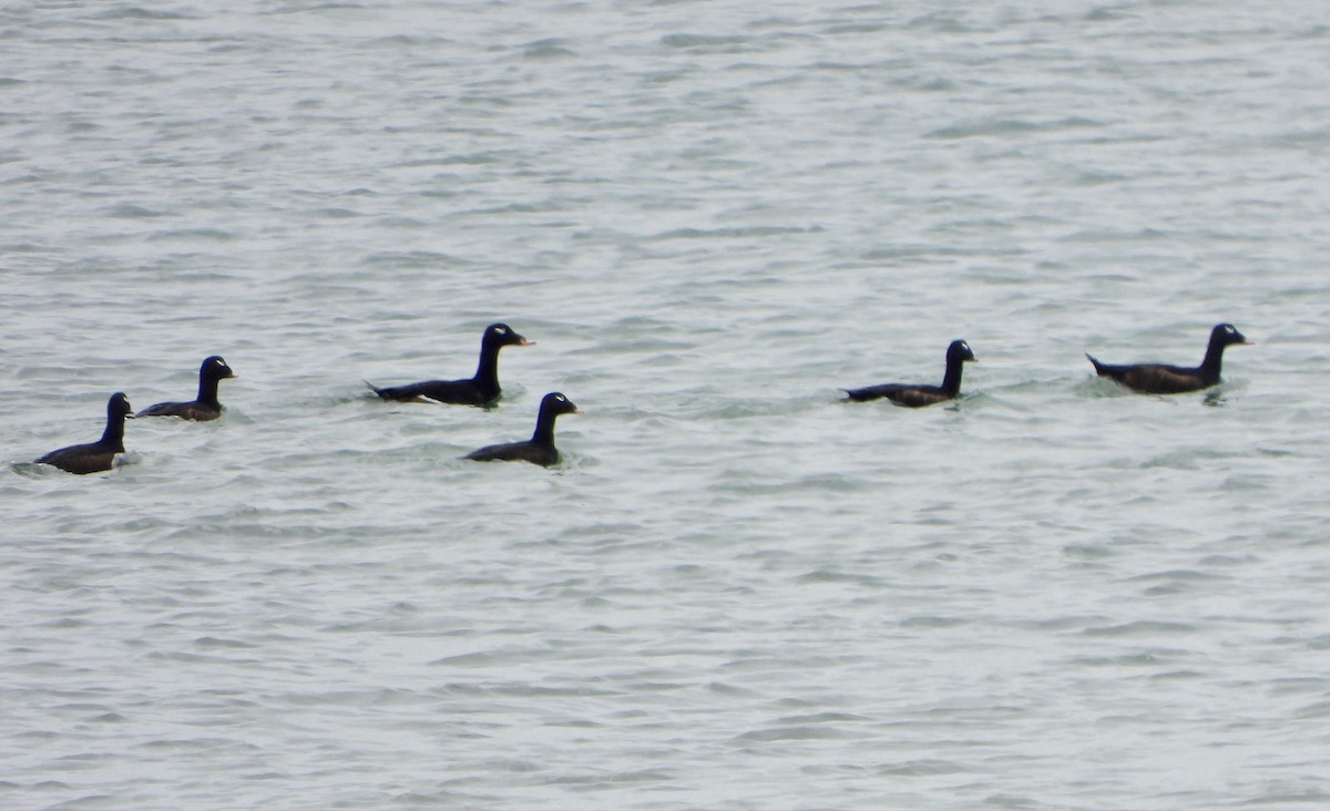 White-winged Scoter - ML307599581