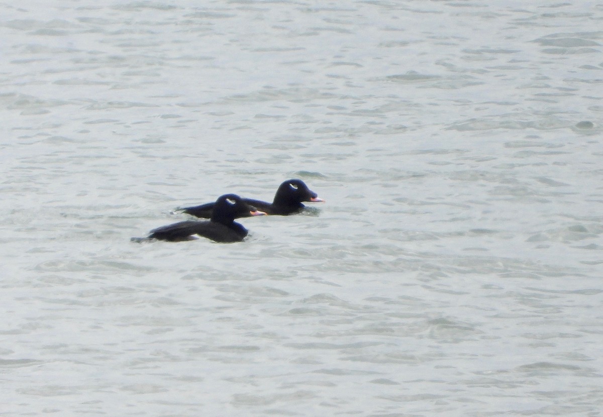 White-winged Scoter - ML307599821