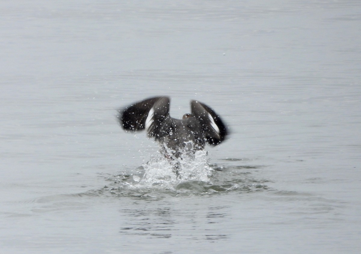 Red-breasted Merganser - ML307601291